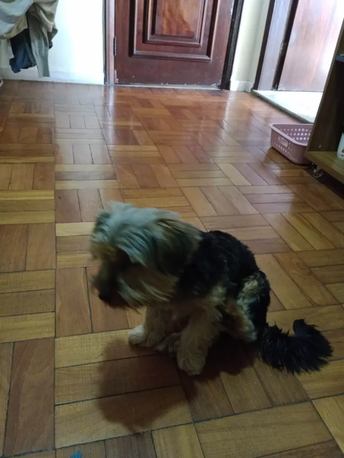 Cachorro ra a Yorkshire idade 2 a 6 meses nome Zoy