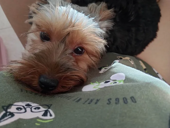 Cachorro ra a Yorkshire idade 2 a 6 meses nome Zoy