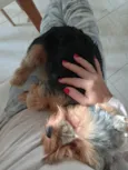 Zoy