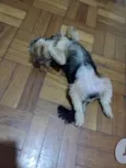 Zoy
