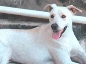 Cachorro raça SRD-ViraLata idade 2 a 6 meses nome Sun