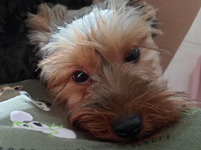Cachorro ra a Yorkshire idade 2 a 6 meses nome Zoy