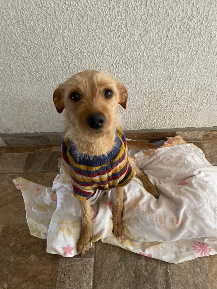 Cachorro ra a SRD idade 1 ano nome Belinha