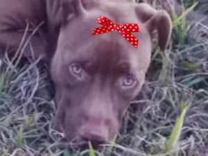 Cachorro raça Pitbull  idade 1 ano nome Mel 
