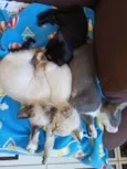 4 gatinhos