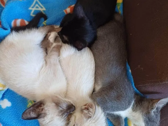 Gato ra a SRD-ViraLata idade 2 a 6 meses nome 4 gatinhos