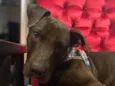 Gilda Mix de Staffordshire Bull terrier
