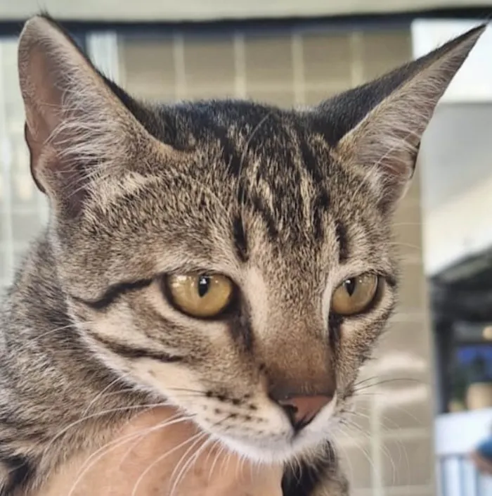 Gato ra a Mestico  idade 2 a 6 meses nome Peter 