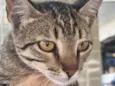 Peter 