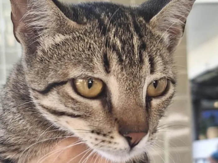 Gato ra a Mestico  idade 2 a 6 meses nome Peter 