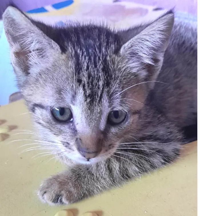 Gato ra a Mestico  idade 2 a 6 meses nome Pituxo 