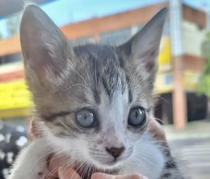 Gato ra a Mestico  idade 2 a 6 meses nome Fofuxo 