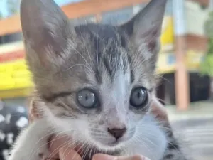 Gato raça Mestico  idade 2 a 6 meses nome Fofuxo 