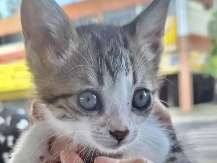 Gato ra a Mestico  idade 2 a 6 meses nome Fofuxo 