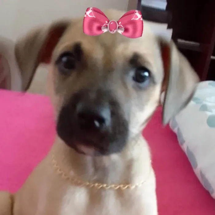 Cachorro ra a Mestica  idade 2 a 6 meses nome Cacau 