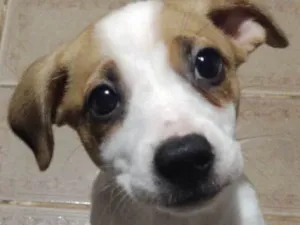 Cachorro raça Mestico  idade 2 a 6 meses nome Duque 