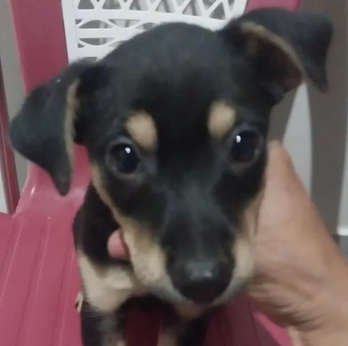 Cachorro ra a Mestico  idade 2 a 6 meses nome Zulu 