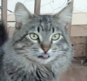 Gato ra a Mestico  idade 7 a 11 meses nome Lyon 