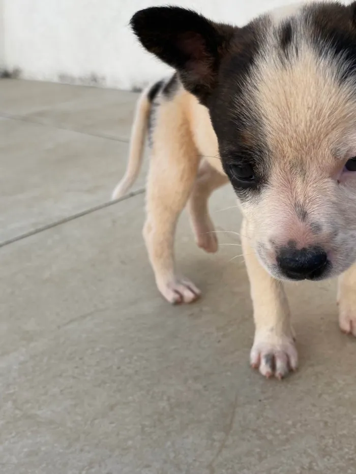 Cachorro ra a . idade Abaixo de 2 meses nome .