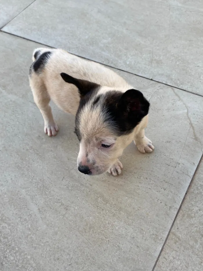 Cachorro ra a . idade Abaixo de 2 meses nome .