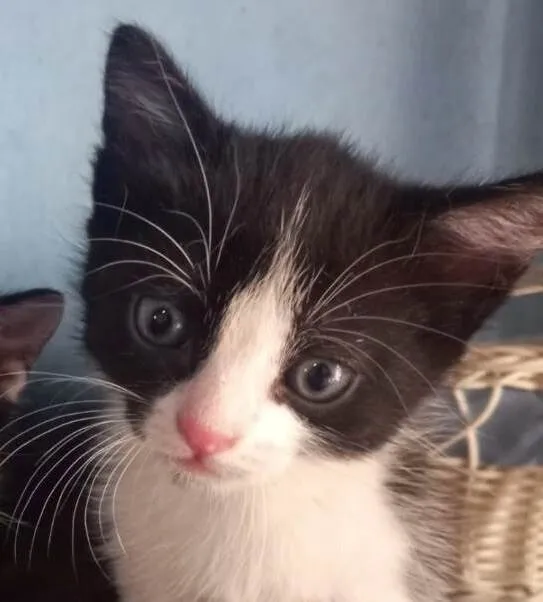 Gato ra a Mestico  idade 2 a 6 meses nome Pingo 