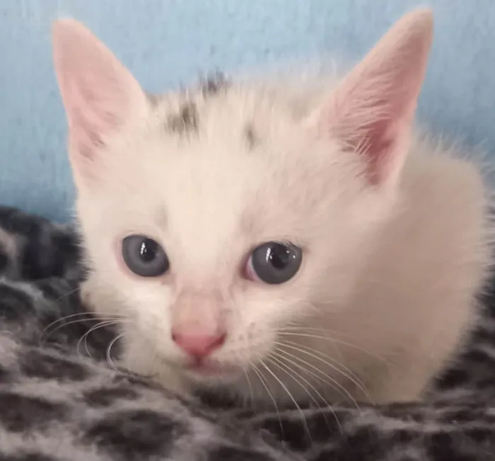 Gato ra a Mestico  idade 2 a 6 meses nome Floquinho 