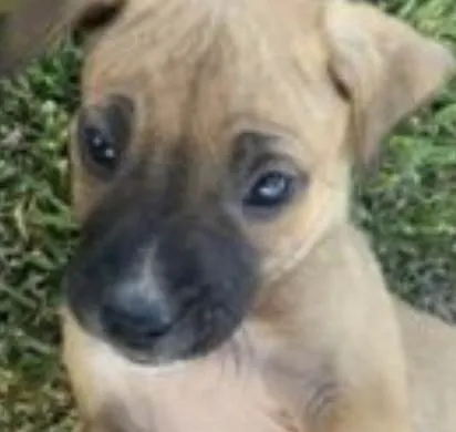 Cachorro ra a Mestico  idade 2 a 6 meses nome Milo 