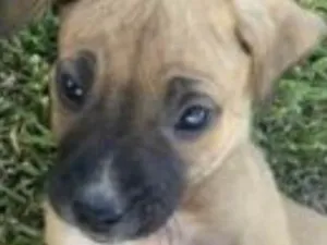 Cachorro raça Mestico  idade 2 a 6 meses nome Milo 