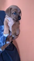 Lua