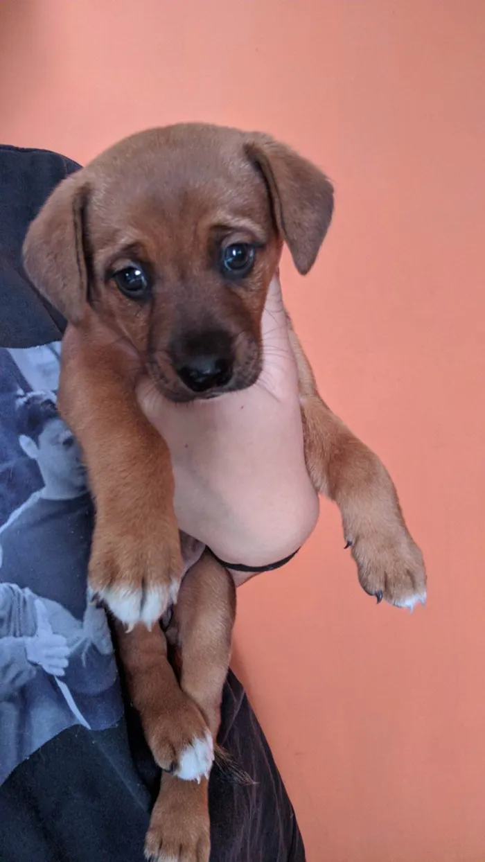 Cachorro ra a SRD-ViraLata idade Abaixo de 2 meses nome Lua