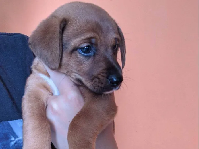 Cachorro ra a SRD-ViraLata idade Abaixo de 2 meses nome Lua