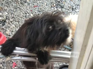 Cachorro raça Shitzu idade 7 a 11 meses nome Berlim