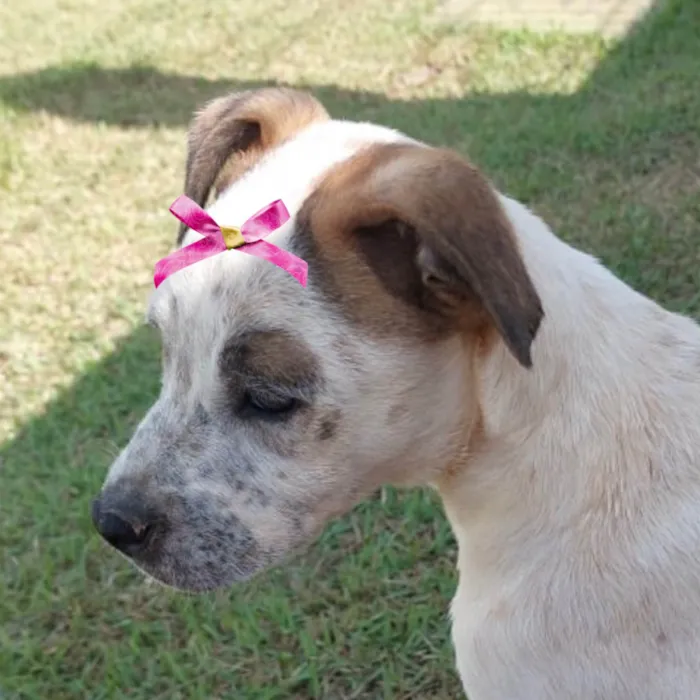 Cachorro ra a Mestica  idade 2 a 6 meses nome Lua 