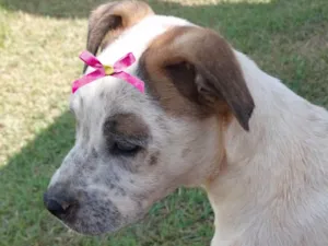 Cachorro raça Mestica  idade 2 a 6 meses nome Lua 