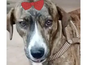 Cachorro raça Mestica  idade 1 ano nome Tigresa