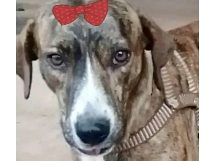 Cachorro ra a Mestica  idade 1 ano nome Tigresa