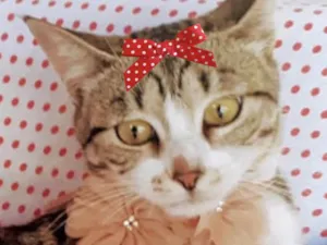 Gato raça Mestica  idade 2 a 6 meses nome Nina 