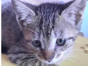 Gato raça Mestico  idade 2 a 6 meses nome Pituxo 