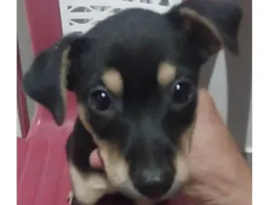 Cachorro raça Mestico  idade 2 a 6 meses nome Zulu 