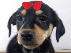 Cachorro raça Mestica  idade 2 a 6 meses nome Bebel 