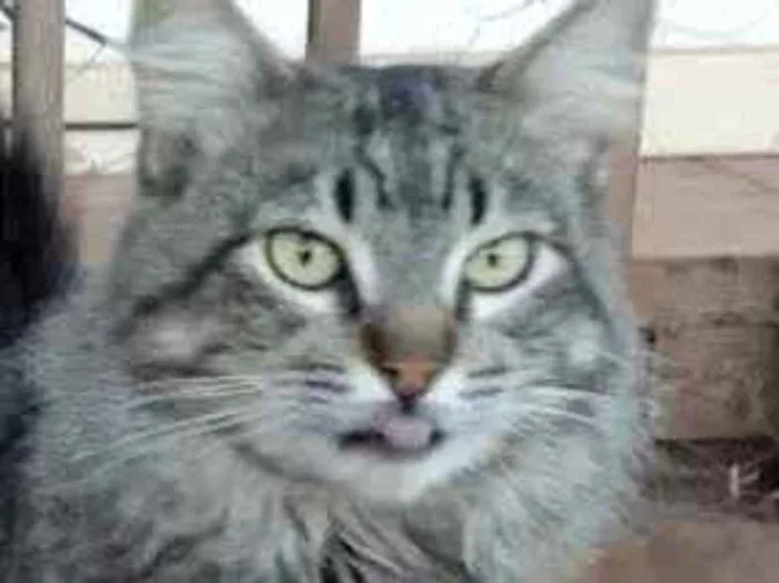 Gato ra a Mestico  idade 7 a 11 meses nome Lyon 