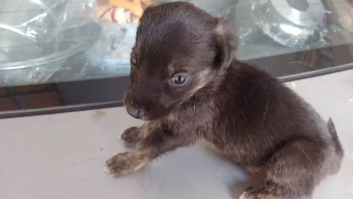Cachorro ra a SRD-ViraLata idade Abaixo de 2 meses nome Sem nome ainda 