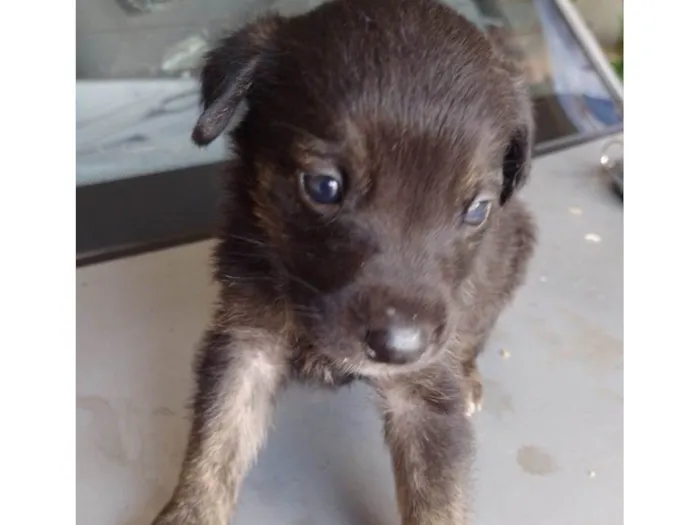 Cachorro ra a SRD-ViraLata idade Abaixo de 2 meses nome Sem nome ainda 