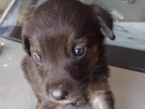 Cachorro raça SRD-ViraLata idade Abaixo de 2 meses nome Sem nome ainda 
