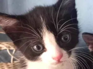 Gato raça Mestico  idade 2 a 6 meses nome Pingo 
