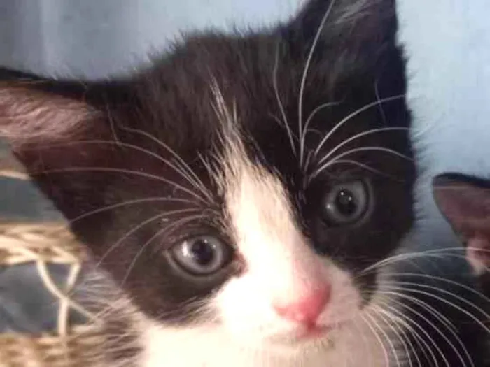Gato ra a Mestico  idade 2 a 6 meses nome Pingo 