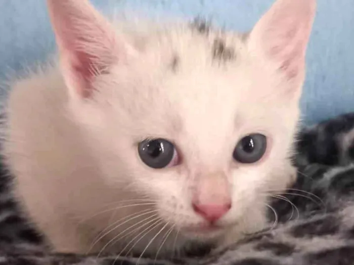 Gato ra a Mestico  idade 2 a 6 meses nome Floquinho 