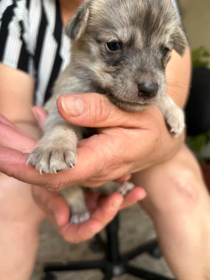 Cachorro ra a SRD-ViraLata idade Abaixo de 2 meses nome Sem nome ainda 