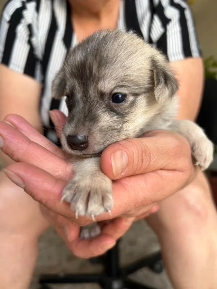 Cachorro ra a SRD-ViraLata idade Abaixo de 2 meses nome Sem nome ainda 