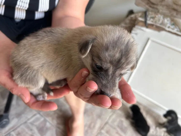 Cachorro ra a SRD-ViraLata idade Abaixo de 2 meses nome Sem nome ainda 